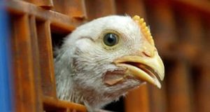 قیمت مرغ، گوشت سفید و تخم مرغ در بازار + جدول