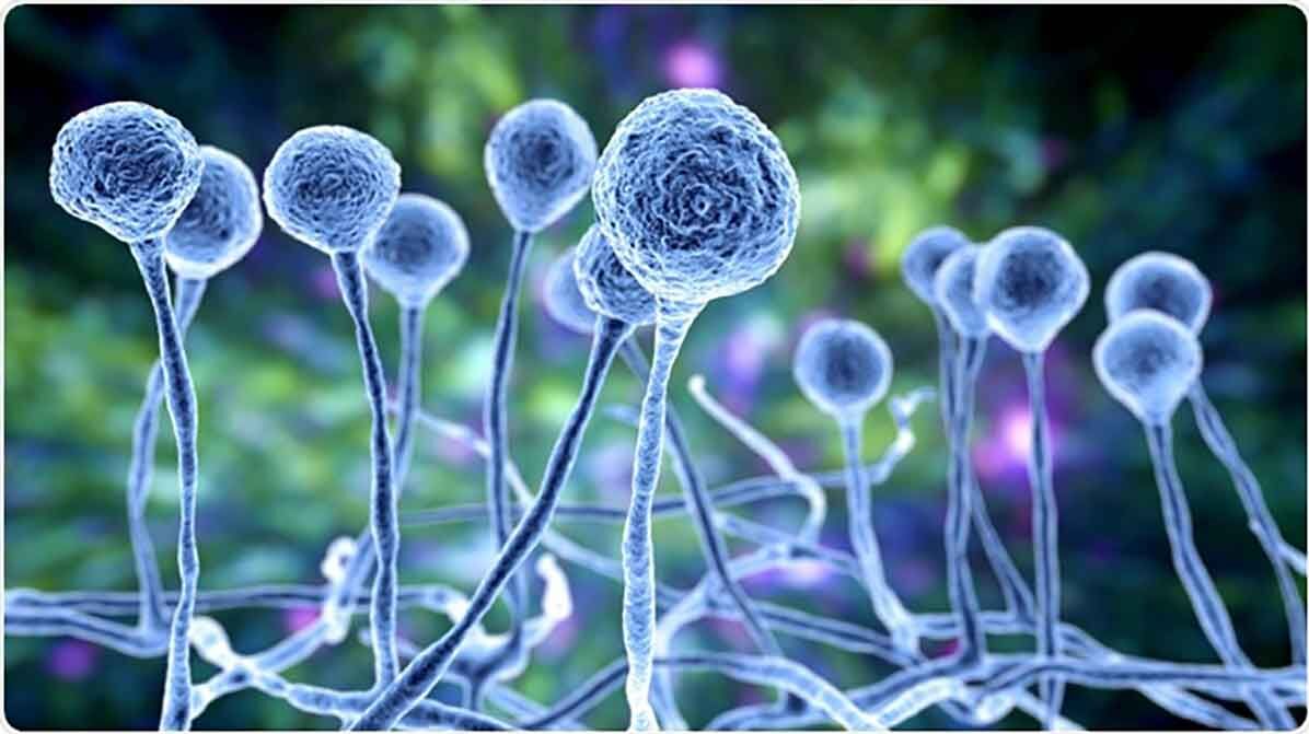 این افراد قارچ سیاه می‌‌گیرند؟