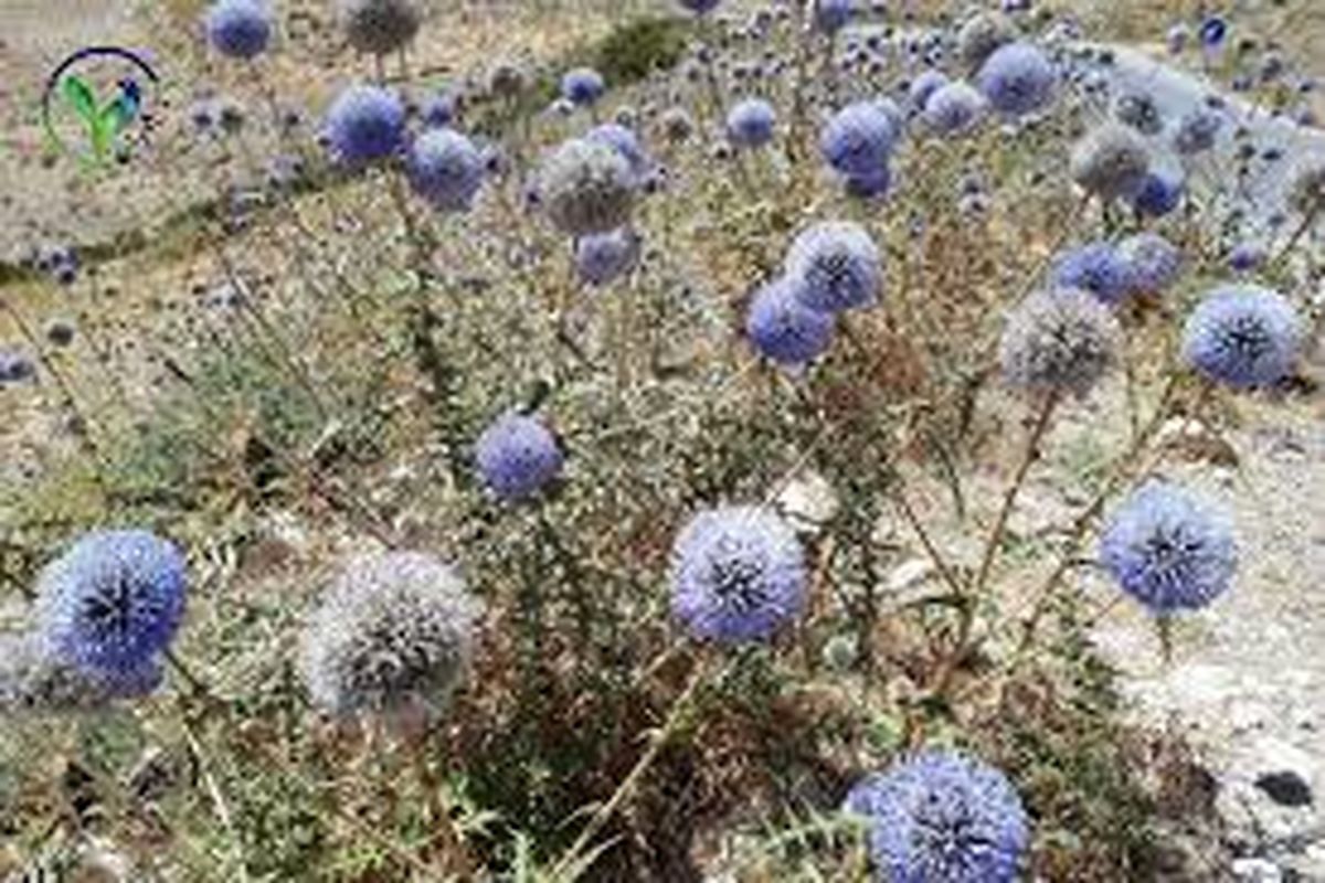 اگر شکر تیغال در عطاری دیدی حتماً بگیرید!