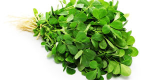 فواید شنبلیله برای سلامتی