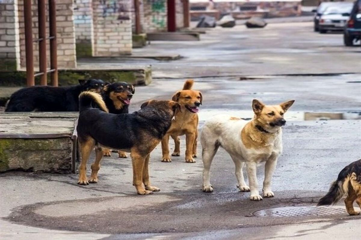 حمله وحشتناک سگ های ولگرد به کودک 5 ساله+جزئیات