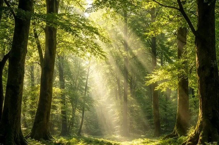 آیا درختان درد را می‌فهمند؟