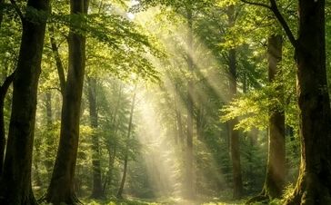 آیا درختان درد را می‌فهمند؟