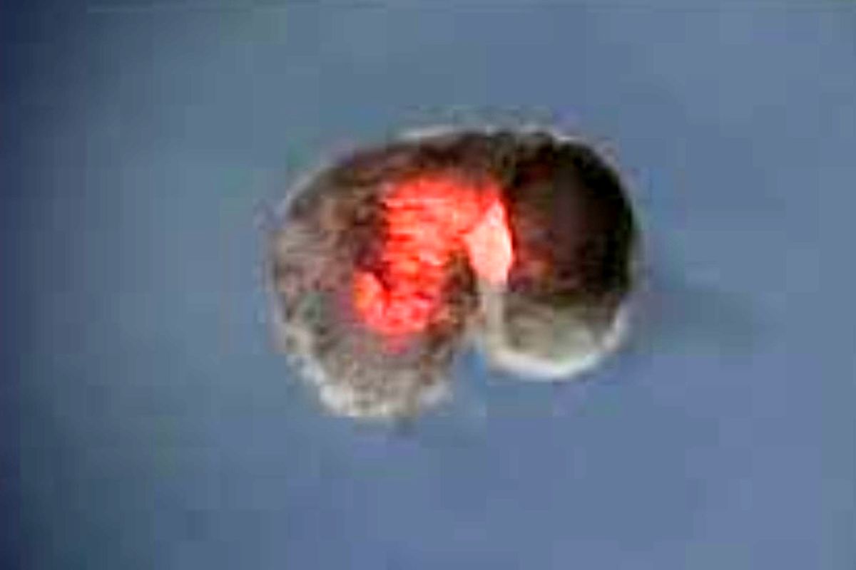 اولین ربات‌های زنده جهان تولید مثل کردند!