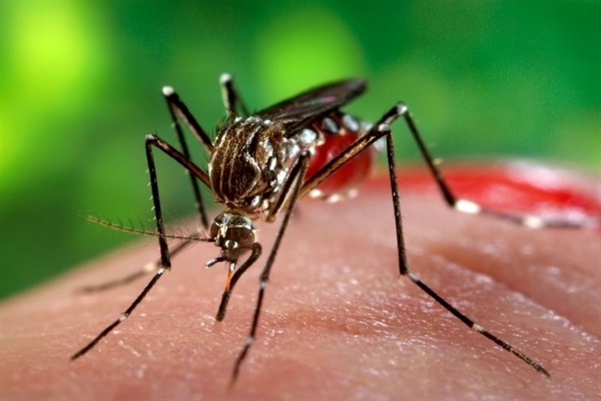 "‌تب دنگی" ‌در جنوب ایران به مرحله خطرناکی رسید‌