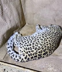 بررسی وضعیت سلامت «پلنگ شهمیرزاد» آغاز شد