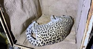 بررسی وضعیت سلامت «پلنگ شهمیرزاد» آغاز شد