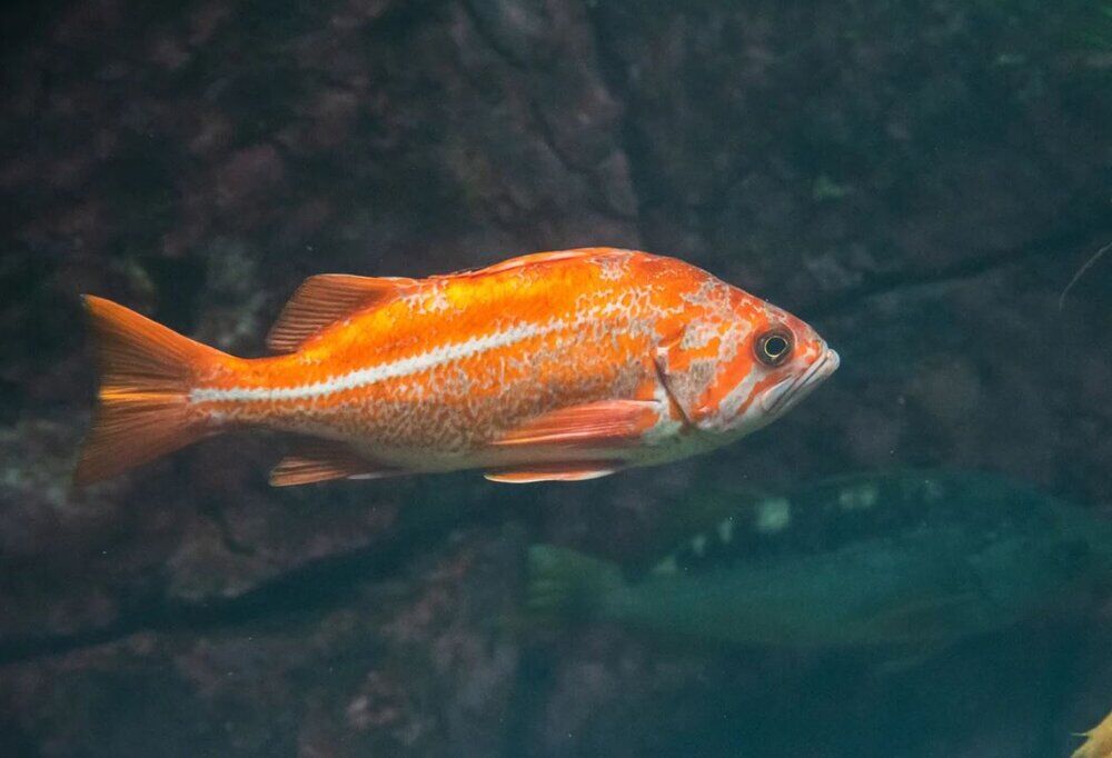 راز زندگی طولانی در ژن‌های این ماهی نهفته است!
