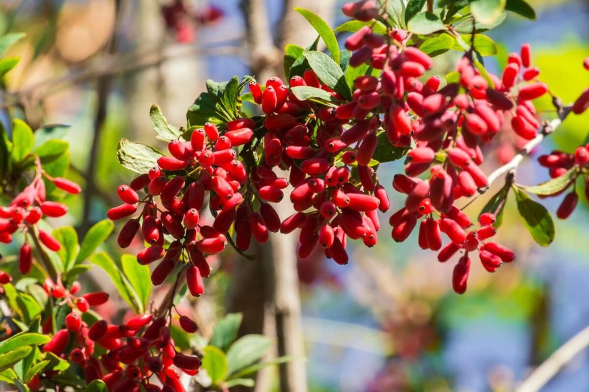 پاکسازی کبد و سم‌زدایی خون با مصرف زرشک