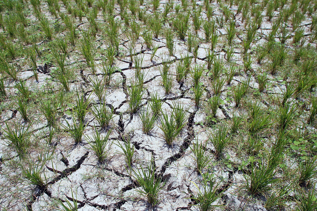 خبر نگران کننده و رسمی/هشدار درباره  پایان امنیت غذایی در ایران