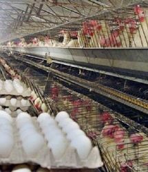 قیمت جدید یک شانه تخم‌مرغ باعث تعجب شد