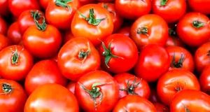 چرا گوجه‌فرنگی ۶۵ هزار تومان شد؟