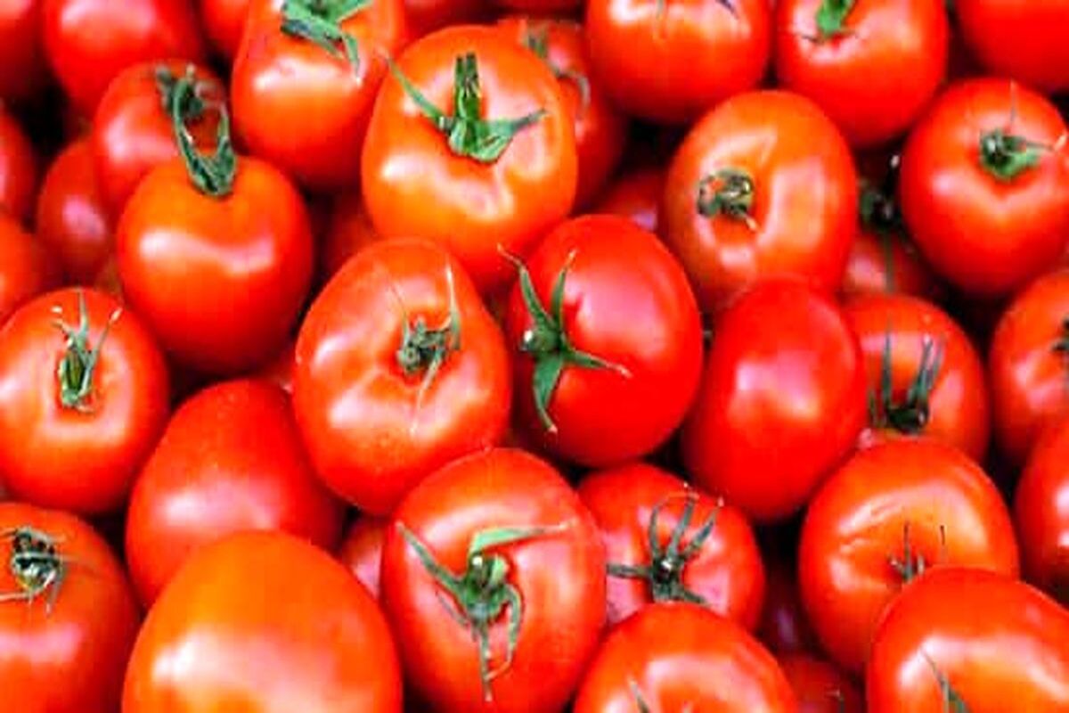 ماجرای جنجالی درباره  ویروسی شدن گوجه‌ فرنگی‌ و  فلفل دلمه‌ای در این استان های ایران