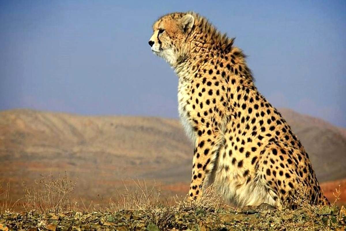 کام ایران تلخ شد