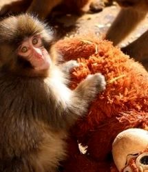 تمام دنیا درباره این بچه میمون صحبت می‌ کنند/ ماجرای تولد پانج و عروسکش