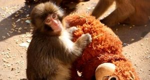 تمام دنیا درباره این بچه میمون صحبت می‌ کنند/ ماجرای تولد پانج و عروسکش