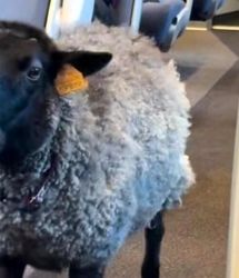 جنجال دیده شدن گوسفندی در مترو که پوشک به تن داشت+  عکس