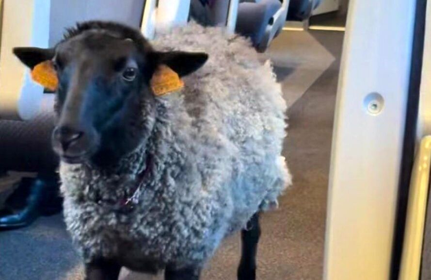 جنجال دیده شدن گوسفندی در مترو که پوشک به تن داشت+  عکس