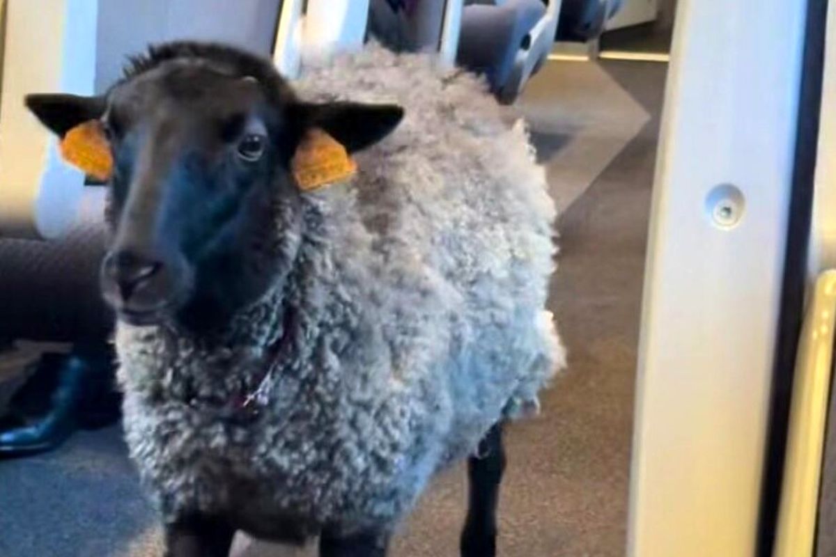 جنجال دیده شدن گوسفندی در مترو که پوشک به تن داشت+  عکس