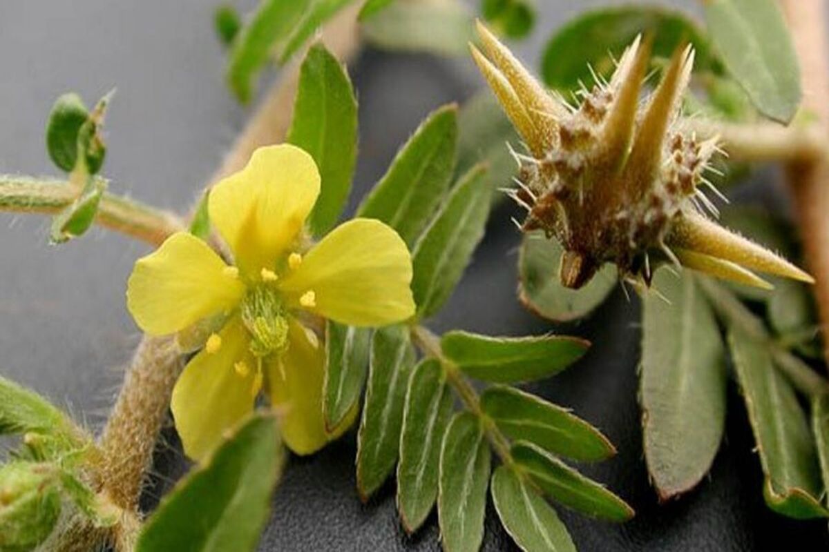 خواص درمانی خارخاسَک از دیدگاه طب سنتی