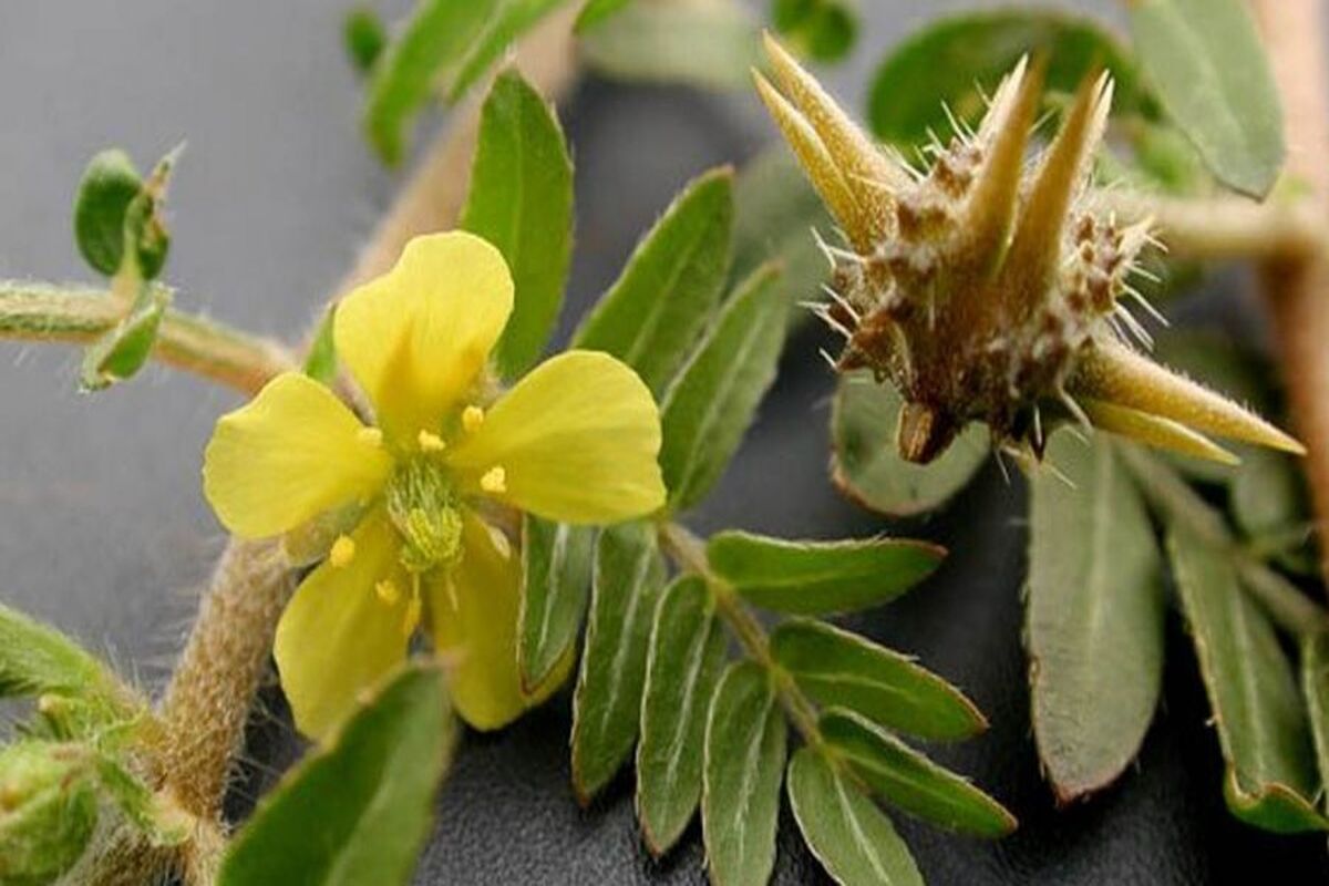 خواص درمانی خارخاسَک از دیدگاه طب سنتی