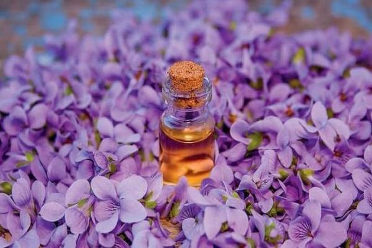 خواص باورنکردنی روغن بنفشه