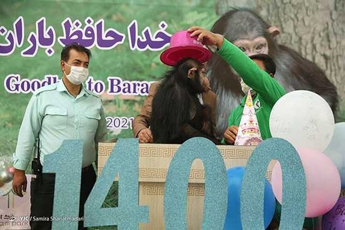 شامپانزه ایرانی  در کنیا کشته شد!