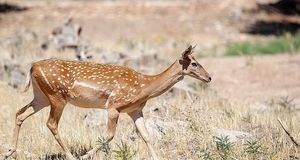 ماجرای عجیب ذبح گوزن زرد ایرانی در مراسم اربعین/ اطلاعیه سازمان حفاظت محیط زیست