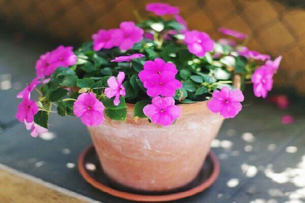 خواص گل حنا برای درمان چشم