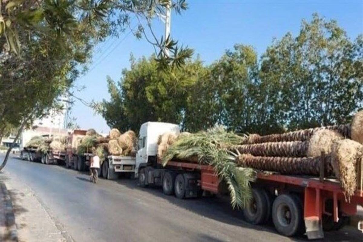 دلیل برگشت نخل‌های صادر شده به قطر