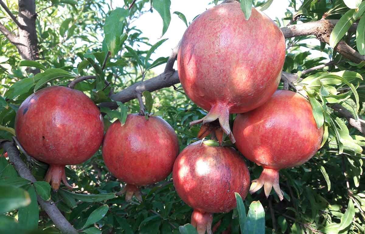 عجیب ولی واقعی؛ قیمت انار به کیلویی ۱۰۰ هزارتومان رسید