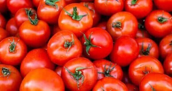 گوجه فرنگی‌های ویرایش ژنی‌شده با میزان بالای ویتامین D تولید می شود